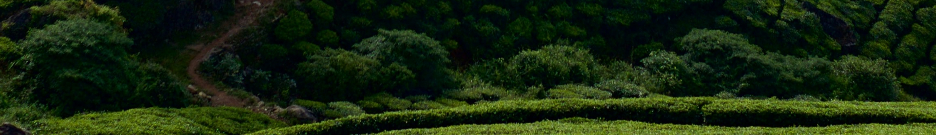 Tea field path